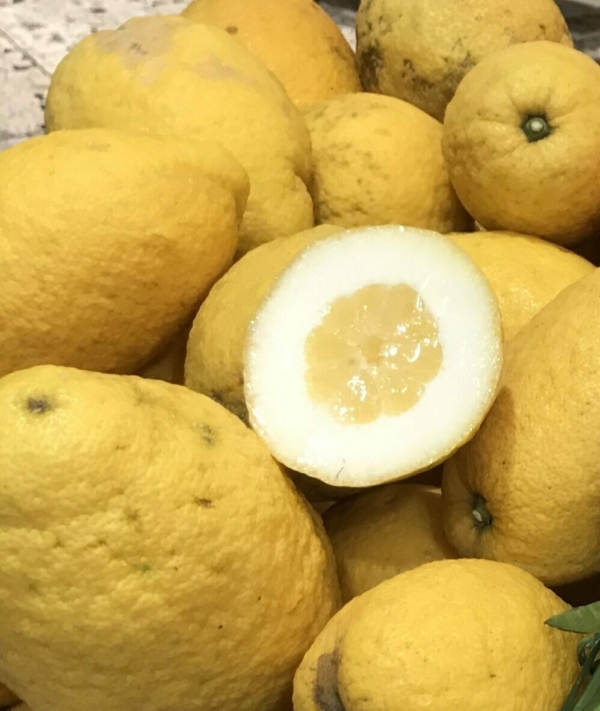 Cedri Zitronen und Orangen